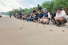 175 Ekor Tukik Lekang Dilepasliarkan di Pantai Bajulmati Malang