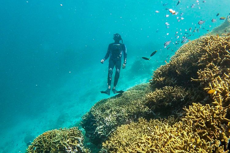 Kumpulan Kenapa Ikan Laut Dalam Tidak Berpengaruh Tekanan Air HD Terbaru