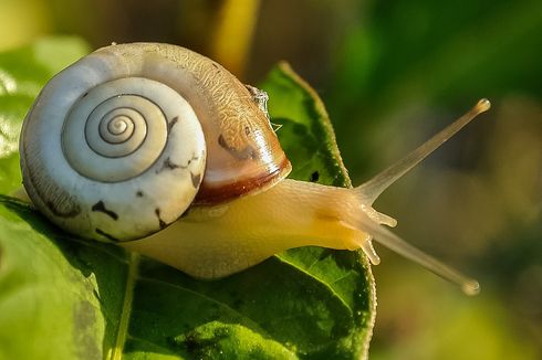 Uniknya Kejuaraan Dunia Balap Siput di Inggris