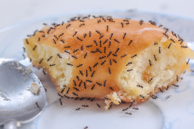 Ilustrasi semut. Cara mengusir semut di rumah, mengatasi semut di rumah.