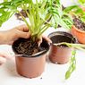 Catat, Ini Hal-hal yang Perlu Dilakukan saat Repotting Tananam Hias