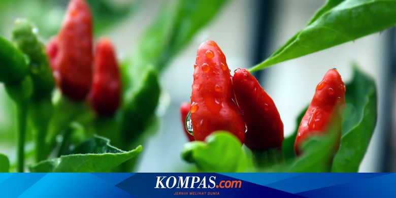 Tanaman Cabai Tidak Berbuah Ini Penyebabnya