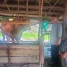 Peternak soal Sapi Kurban Jokowi di Belitung: Dimandikan, Diberi Vitamin Rutin