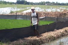 Didukung PTBA, Petani di Lampung Ini Berhasil Kembangkan Usaha ke Peternakan