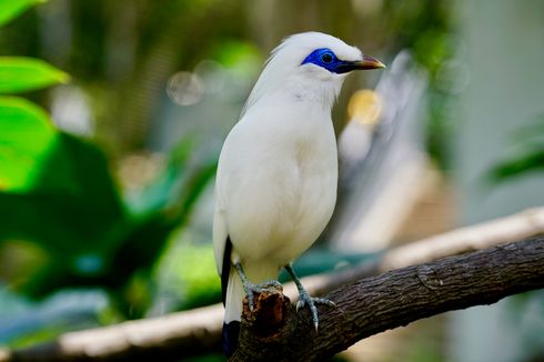 Jalak Bali, Burung Endemik Bali yang Nyaris Punah