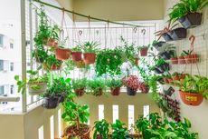 5 Jenis Tanaman untuk Membuat Taman yang Indah di Balkon Rumah