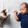 Tips Memperkenalkan Kucing pada Bayi Baru