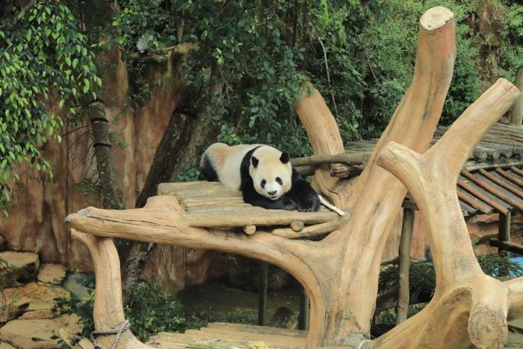 Upaya inseminasi oleh Taman Safari Indonesia bukan sekadar langkah medis, tetapi juga bentuk kontribusi Indonesia dalam menjaga keberlangsungan spesies ikonik. 