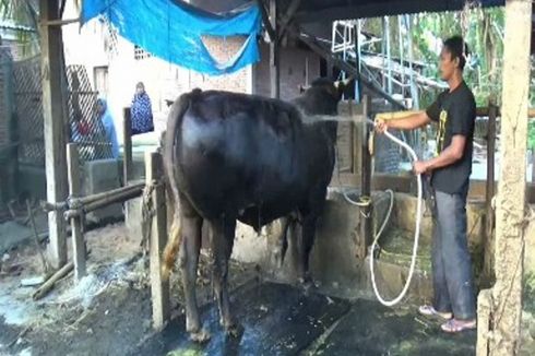 Sapi Kurban Milik Jokowi Seharga Rp 67 Juta di Polewali Dirawat Layaknya Bayi