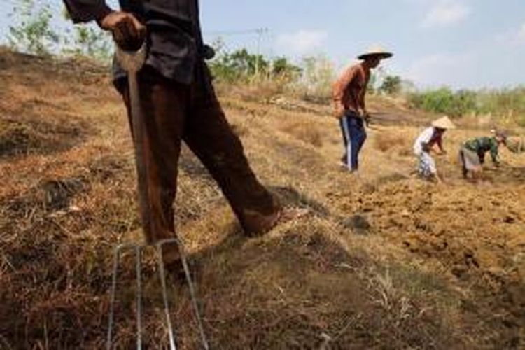 Warga menggarap ladang untuk menanam kencur di Desa Ridogalih, Kecamatan Cibarusah, Bekasi, Jawa Barat, Minggu (16/8/2015). Warga mengaku gagal panen padi akibat sungai untuk irigasi mengalami kekeringan sejak tiga bulan lalu.