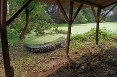 Cerita Warga Cianjur Tangkap Buaya, dari Tali Tambang Sampai Alat Berat