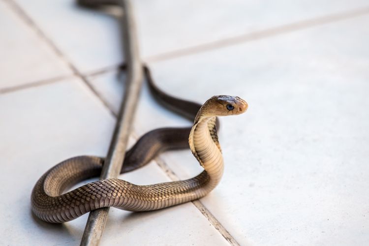 Cara mengusir ular kobra masuk rumah