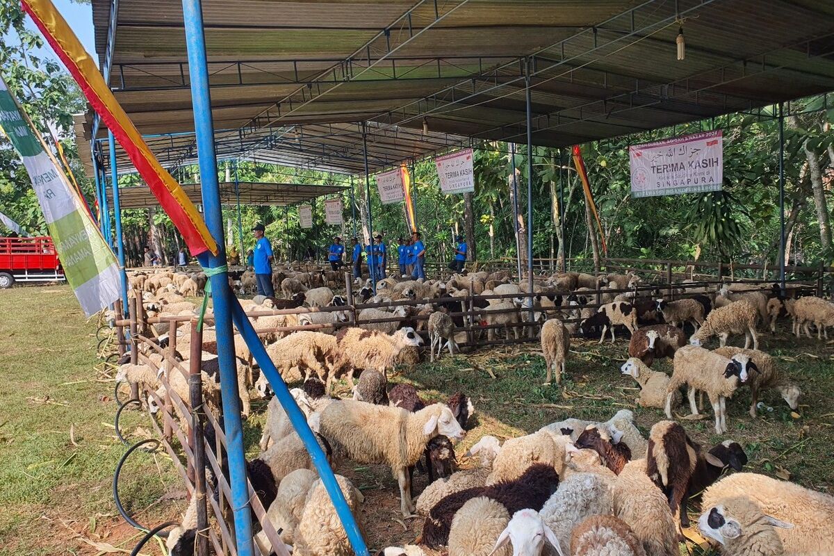 Ribuan ekor domba bantuan warga Singapura, yang diberikan kepada warga Gunungkidul. Lokasi pembagian di lapangan Kwarasan, Kapanewon Nglipar. Senin (17/6/2024)