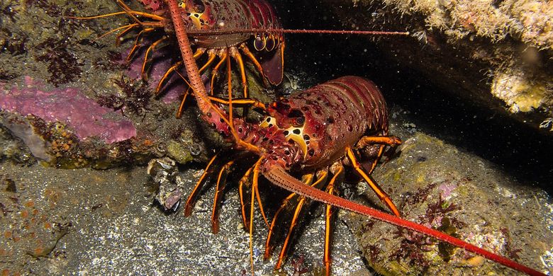 Teliti Kelangsungan Hidup Spesies Ilmuwan Hitung Sperma Lobster Dengan Ini Halaman All Kompas Com Teliti Kelangsungan Hidup Spesies Ilmuwan Hitung Sperma Lobster Dengan Ini Halaman All Kompas Com
