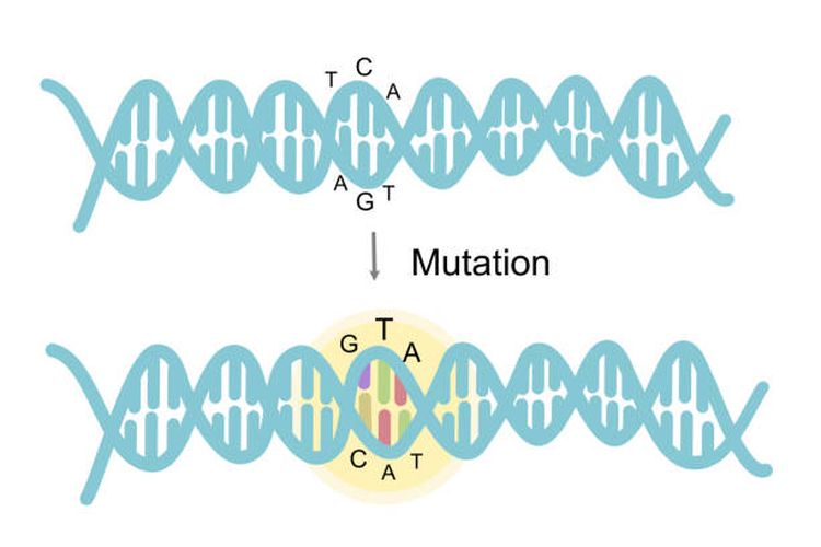 Ilustrasi proses mutasi DNA.