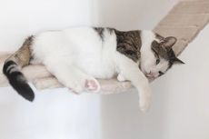 3 Tanda Kucing Peliharaan Sedang Stres, Apa Saja?