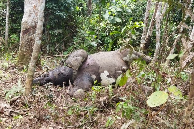 Anak gajah ditemukan mati di kebun karet warga