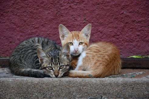 3 Jenis Kucing Domestik Liar, Ada yang Tidak Bisa Dijinakkan