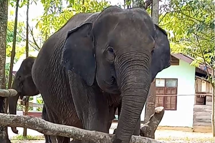 BBKSDA Riau Dorong Mitigasi dan Koridor untuk Tekan Konflik Gajah dan Manusia