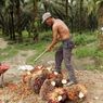 Gubernur Jambi Tetapkan Harga TBS Sawit Rp 2.016, Petani: Pabrik Masih Beli di Bawah Seribu