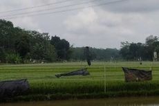 40 Hektar Lahan Pertanian di Kota Semarang Gagal Panen akibat Kemarau Panjang