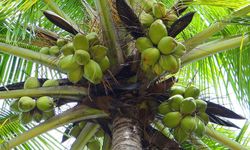 7 Jenis-jenis Kelapa Dalam yang Tumbuh di Indonesia