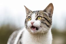 7 Fakta Menarik Gigi Kucing, Jarang Sakit Gigi dan Tidak Berlubang