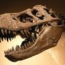 Gigitan T-Rex 10 Kali Lebih Kuat dari Buaya, Kok Bisa?