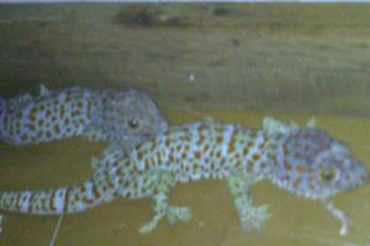 Tokek dengan berat 2 ons yang dimiliki oleh salah seorang penjual dan pembeli Tokek, Firdaus, warga Cipete Selatan, Jakarta Selatan, Jumat (25/9).