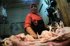 Kemendag Serap Daging Ayam Ras Peternak untuk Stabilkan Harga 