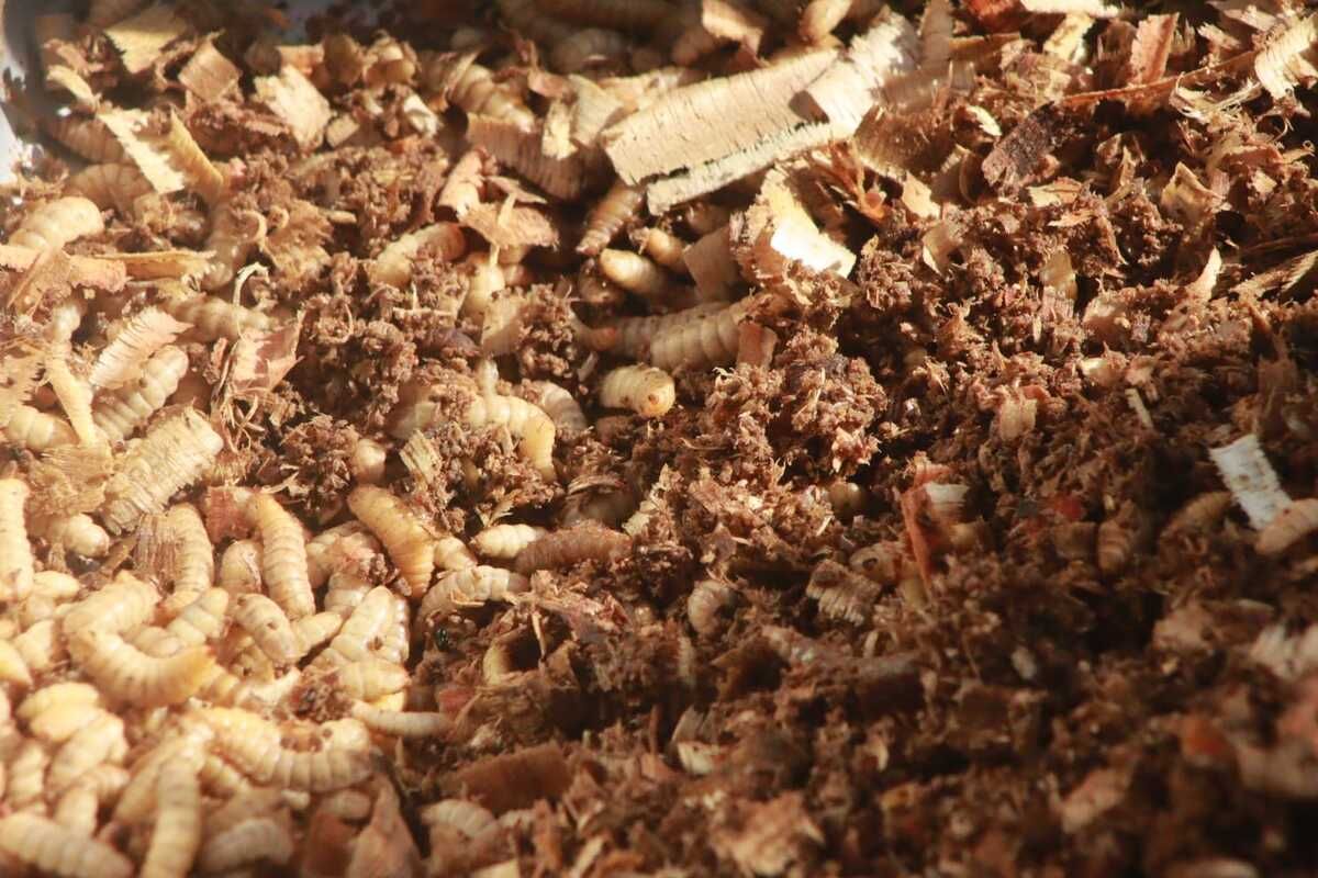 Budidaya maggot di Desa Malangsari, Kecamatan Pedes, Kabupaten Karawang, Jawa Barat.