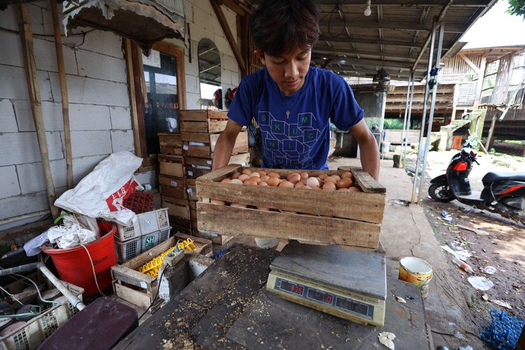 Peternak ayam petelur menimbang telur usai panen di kawasan Cibinong, Kabupaten Bogor, Selasa (23/8/2022). Dalam dua pekan ini harga telur terus mengalami kenaikan harga. Ditingkat peternak harga telur dijual Rp 28.500 per kilogram. Sedangkan di pedagang harga telur mencapai Rp 31.000 per kilogram.