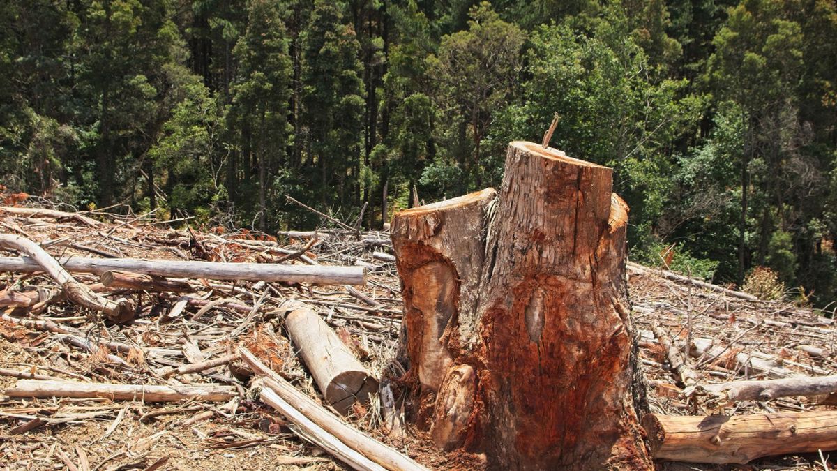 Ilusi Lahan Baru di Tengah Deforestasi