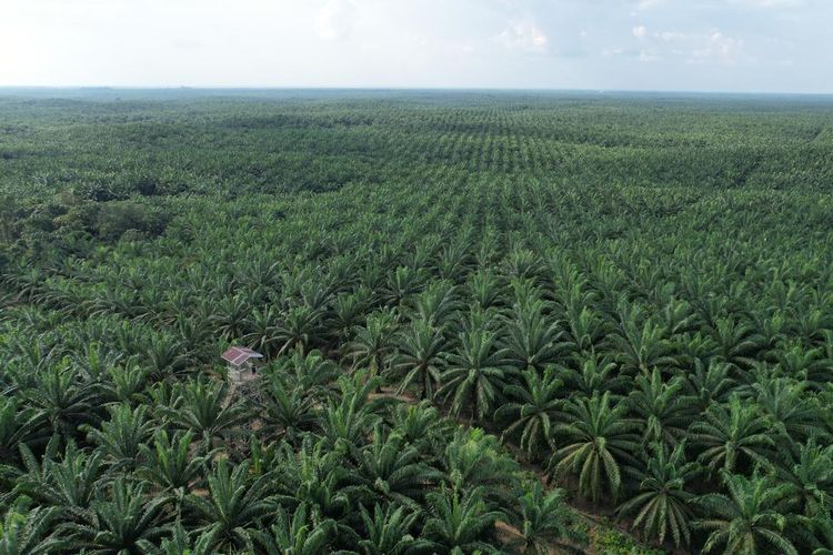 Perkebunan Kelapa Sawit  PT Eagle High Plantations Tbk Group di Kalimantan Timur, Oktober 2024