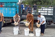 Indonesia Ekspor 9,6 Ton Ubur-ubur ke Malaysia
