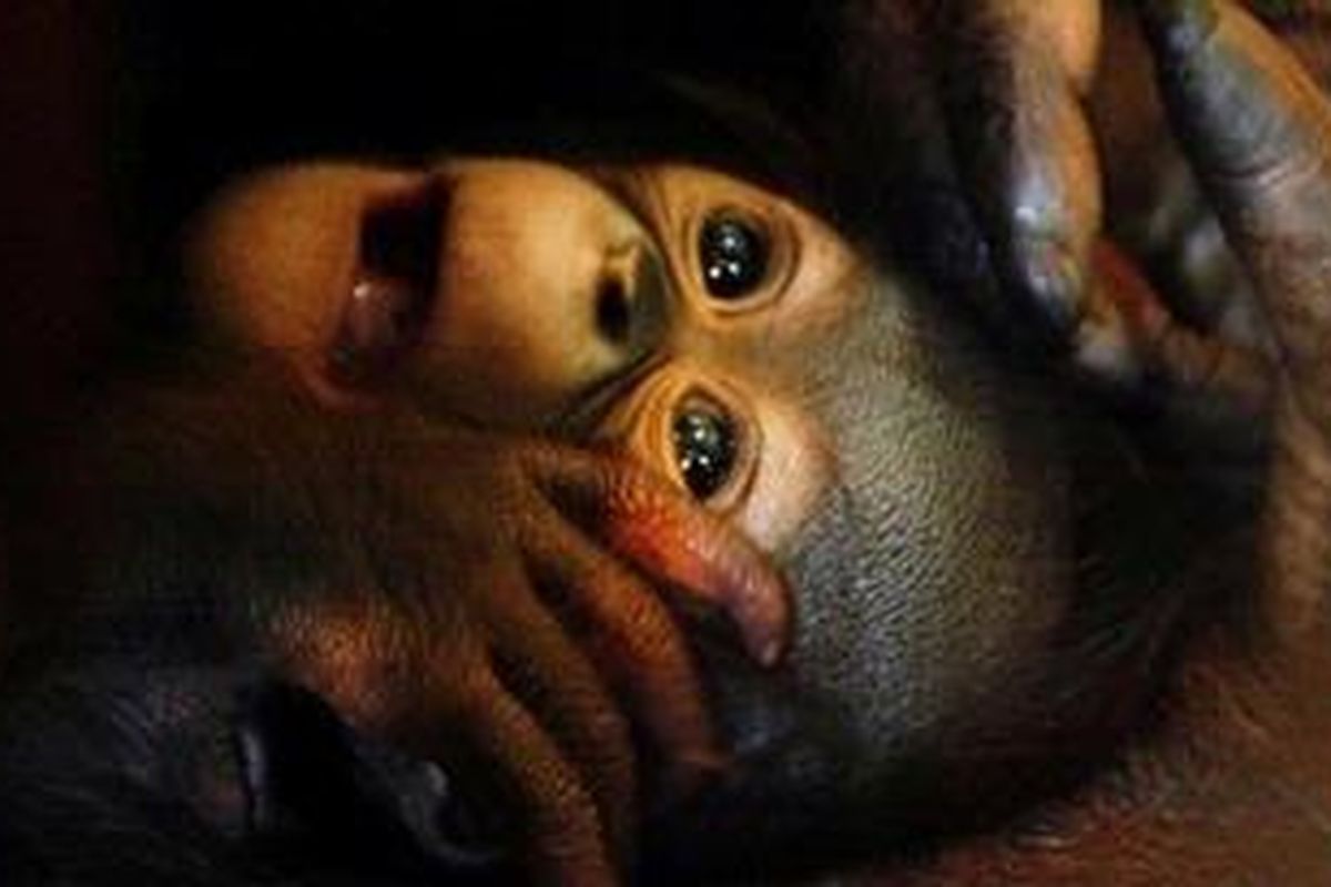 Seekor bayi orangutan (Pongo pygmaeus) berusia satu bulan bernama Zumi berlindung dalam dekapan induknya yang bernama Sarah (15) di Kebun Binatang Bandung, Tamansari, Bandung, Jawa Barat, Senin (12/4/2010). Bayi orangutan dari pejantan Simon (40) ini diharapkan bisa menjadi penerus populasi satawa orangutan yang terancam punah. 