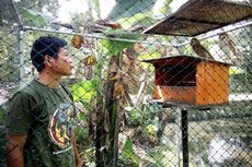 Lim Wen Sim Ubah Mitos Burung Hantu dari Pembawa Maut Jadi Penyelamat Warga