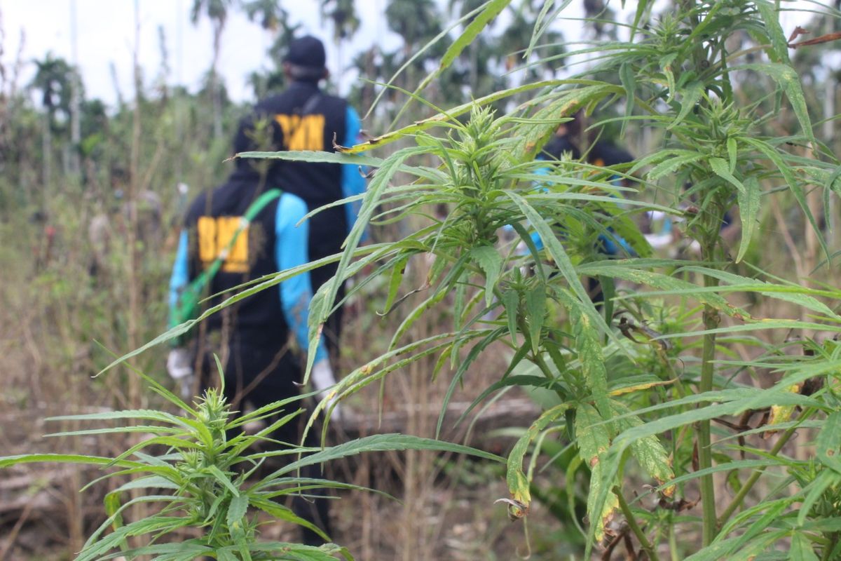 Tim Badan Narkotika Nasional (BNN) Republik Indonesia memusnahkan lima hektare ladang ganja di Desa Jurong, Kecamatan Sawang, Aceh Utara, Selasa (25/8/2020).