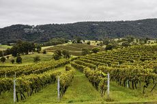 3 Hari di Hunter Valley, Berikut Aktivitas Seru di Perkebunan Anggur Saat Liburan ke New South Wales