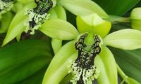 Anggrek Membawa Saya Kembali kepada Kuntowijoyo
