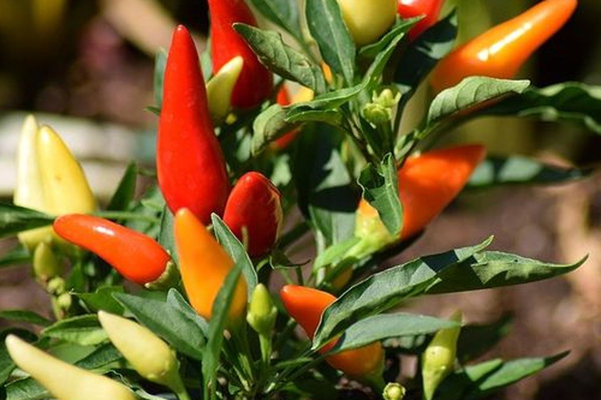 Ilustrasi tanaman cabe rawit. 