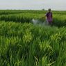 Perang Iran Picu Ancaman Krisis Pupuk, Ini Dampaknya bagi Petani