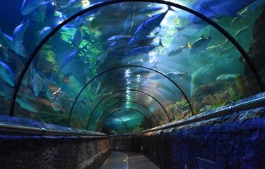 Fasilitas Antasena Tunnel di Sea World Ancol.