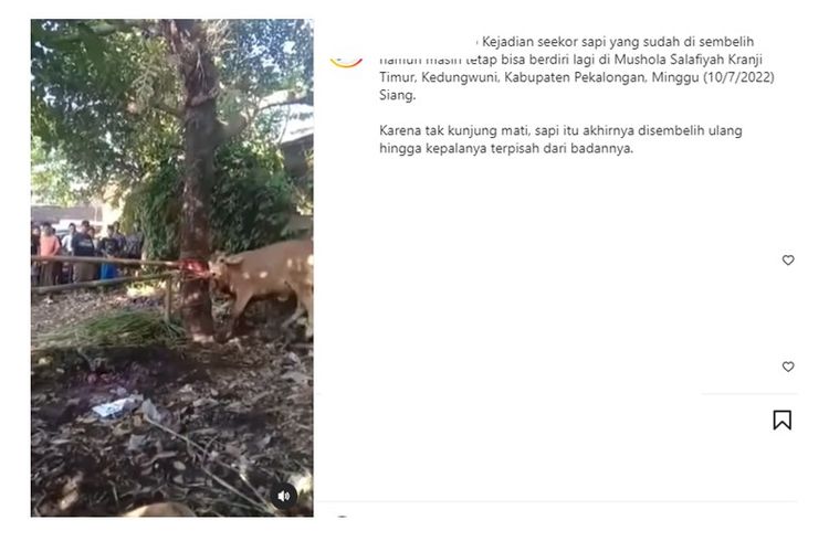 Video viral sapi hidup lagi setelah disembelih di Pekalongan