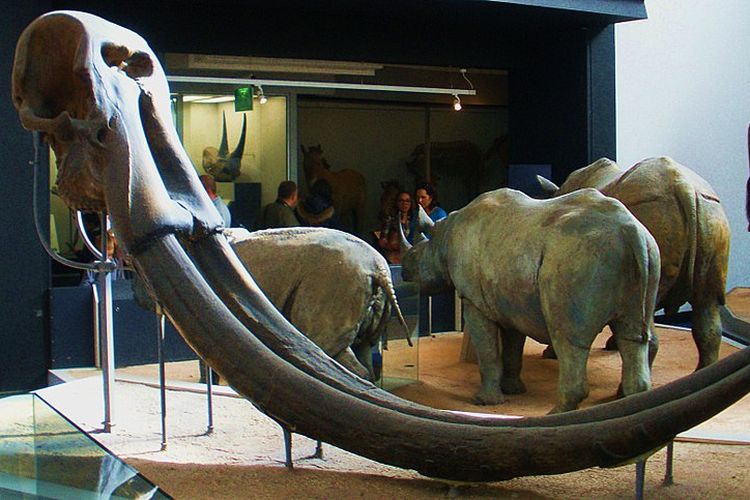 Tengkorak Stegodon ganesha di Natural History Museum, London