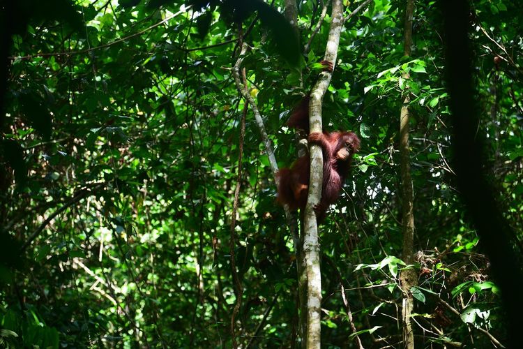 Karhutla Kotim Berdampak ke Satwa, Ular dan Anak Burung Mati, Orangutan Keluar Habitat