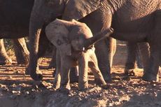 Mengapa Bayi Gajah Ini Memutar Belalainya? Ahli Menjawab