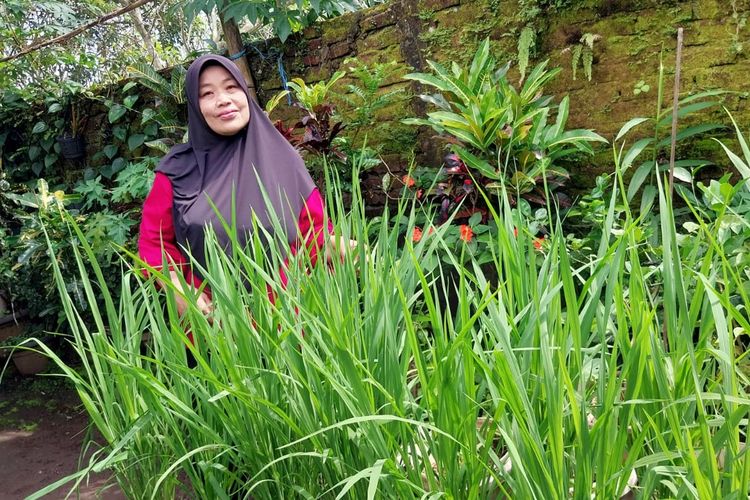 Tanam Padi dalam Galon, Tantangan Terbesarnya Ayam Tetangga yang Diumbar Bebas