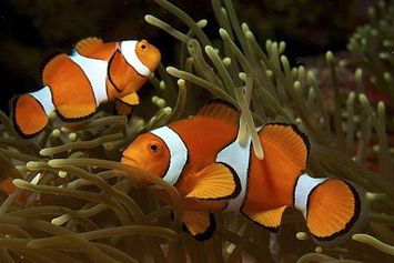 Yuk, Pahami 7 Contoh Simbiosis Mutualisme Di Lingkungan Sekitar!