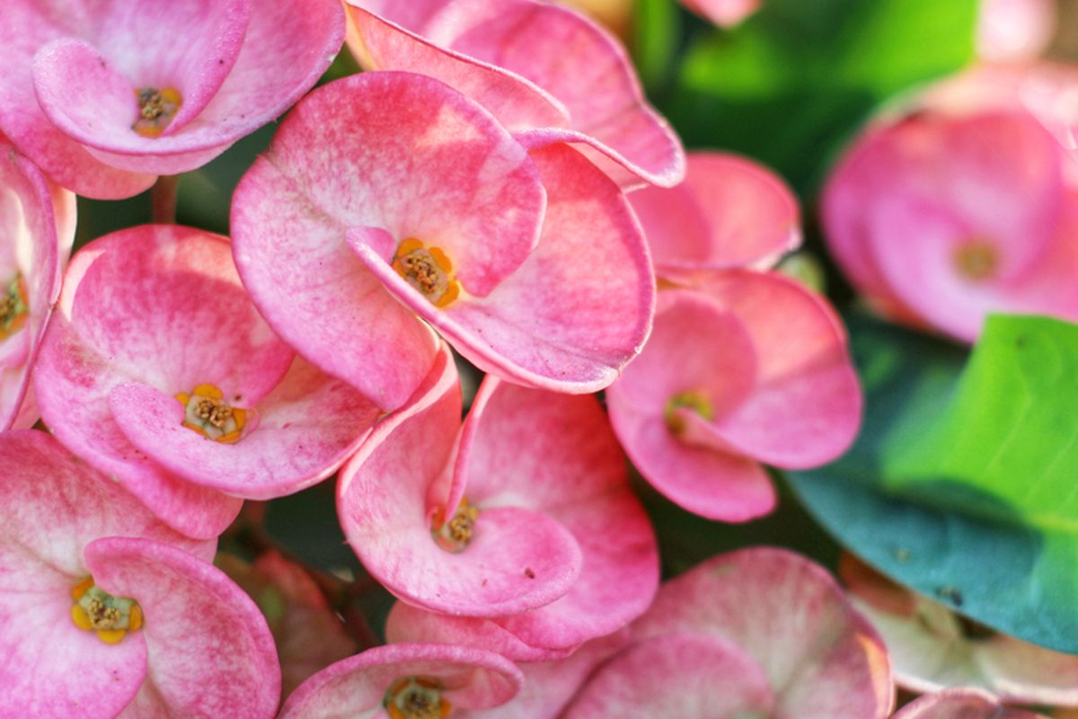 Svingerlar klubida birinchi marta uyatchan juftliklar